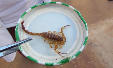 Com a chegada do verão, aparecimento de escorpiões se torna constante e preocupa população